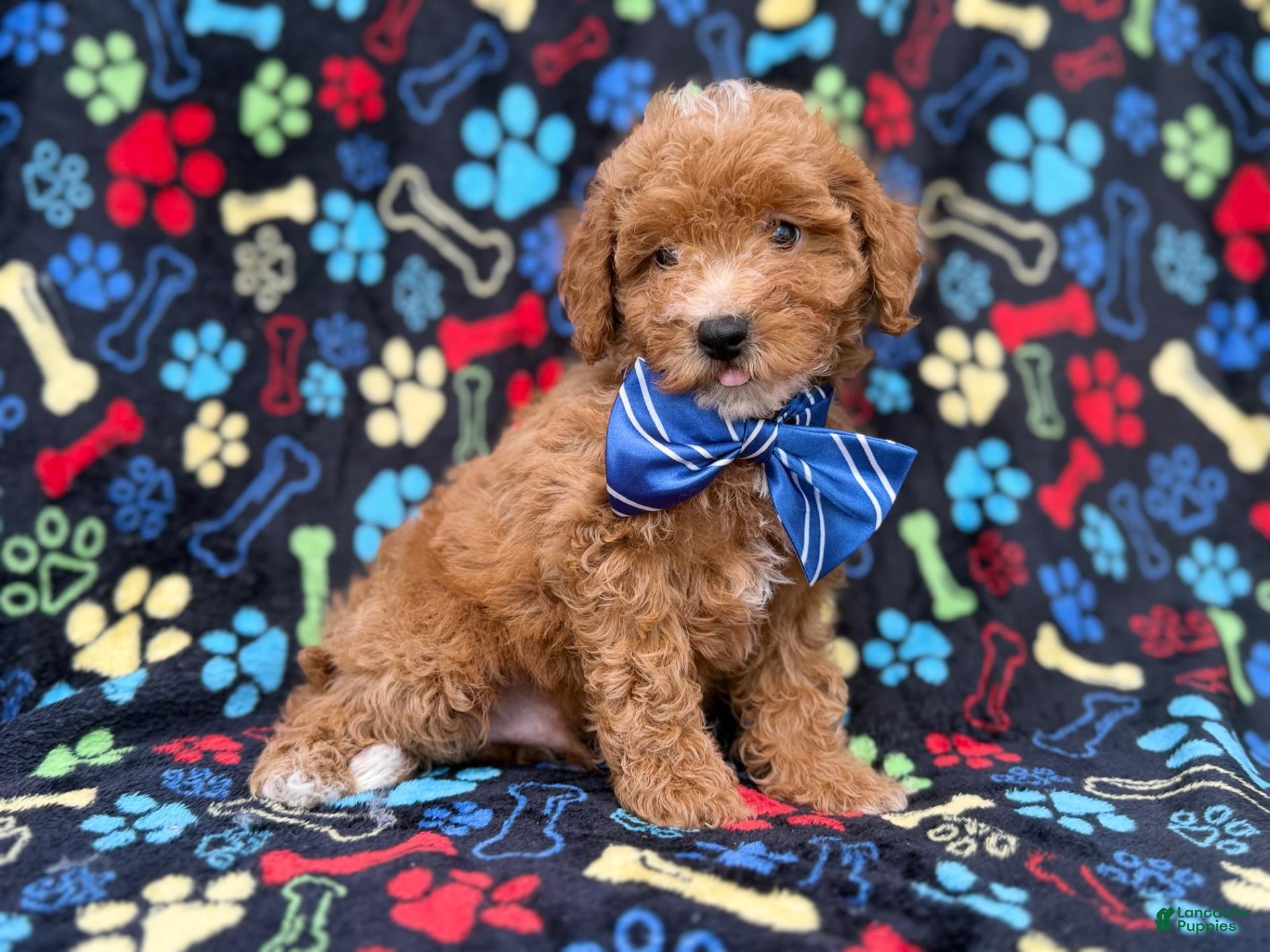 Cavapoo dogs for sale: Artie - Ad 2