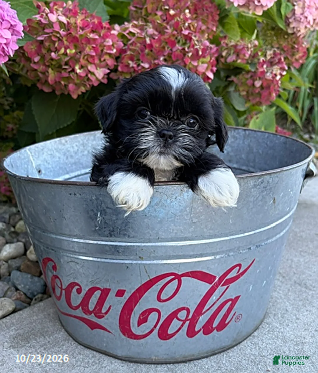 Shih Tzu dogs for sale: Kiki - Ad 2