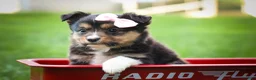 Mixed Breed dogs for sale: Goldie Mae🎀 - Ad 3