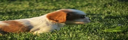 Cavalier King Charles Spaniel dogs for sale: Espresso - Ad 9