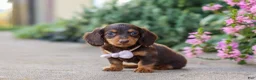 Miniature Dachshund dogs for sale: Lila - Ad 8