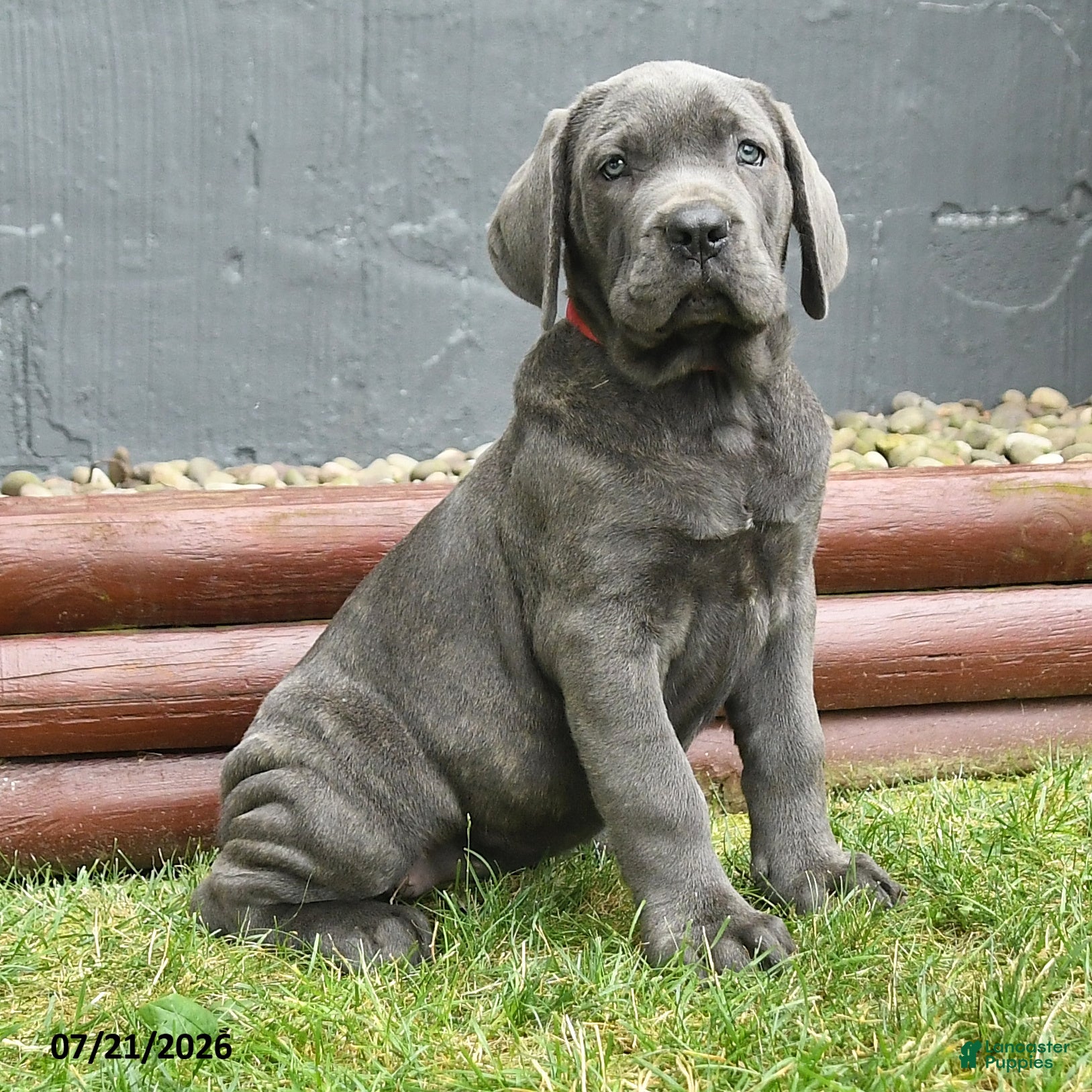 Cane Corso dogs Redwing - Ad 1