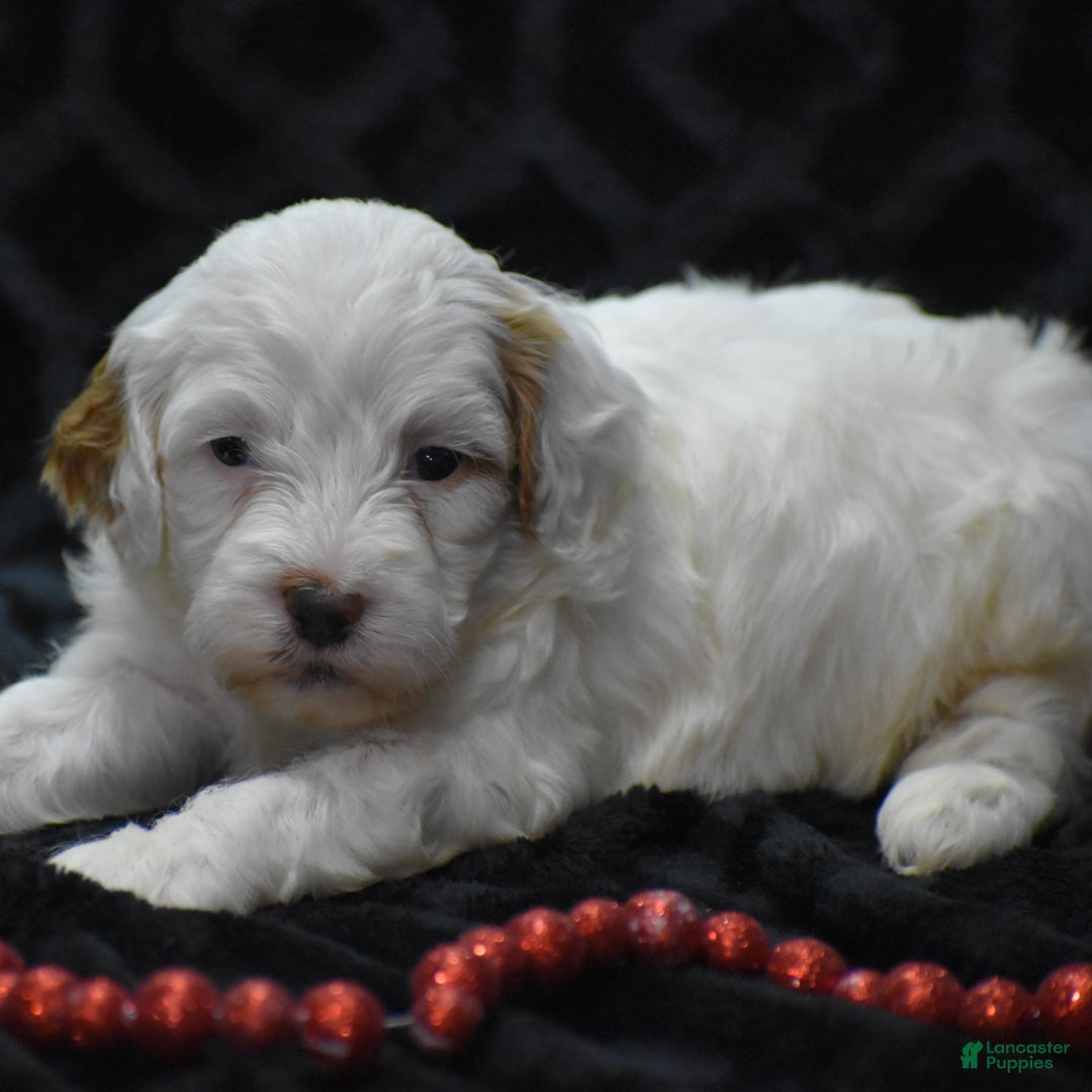 Mini Goldendoodle dogs for sale: Gaily - Ad 5