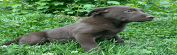Labrador Retriever dogs for sale: Labrador Retriever Puppy 1 - Ad 5