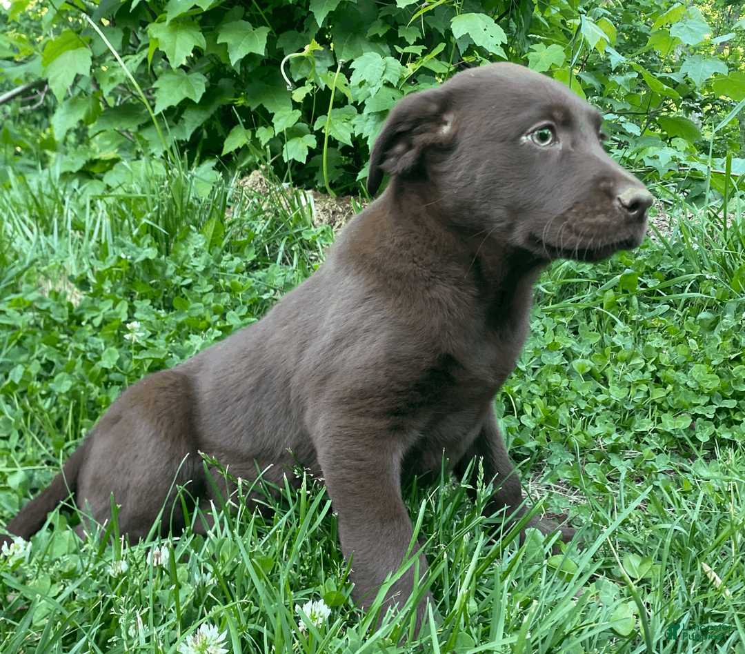 Labrador Retriever dogs for sale: Labrador Retriever Puppy 1 - Ad 5