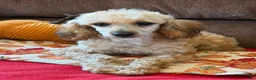 Toy Poodle dogs for sale: Trudy - Ad 2