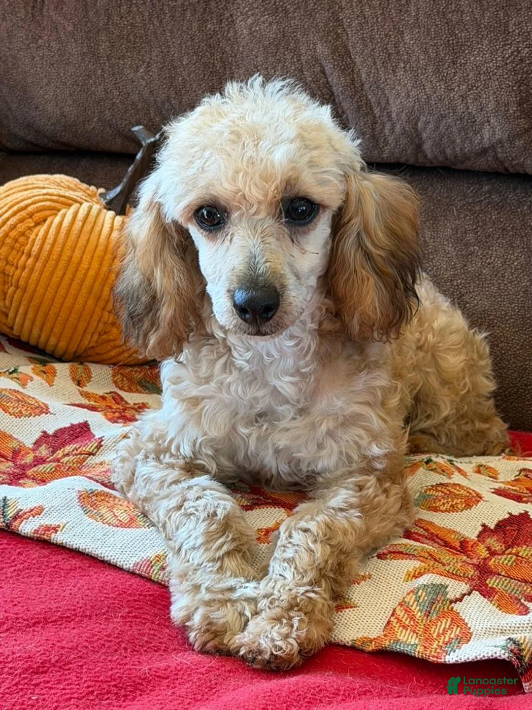 Toy Poodle dogs for sale: Trudy - Ad 2