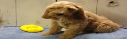 Cockapoo dogs for sale: Barry - Ad 23