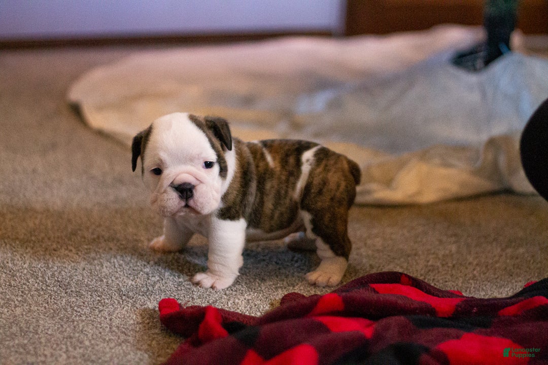 English Bulldog dogs for sale: Lucy - Ad 8