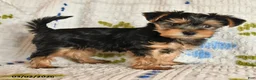 Yorkshire Terrier dogs for sale: Jewel - Ad 3