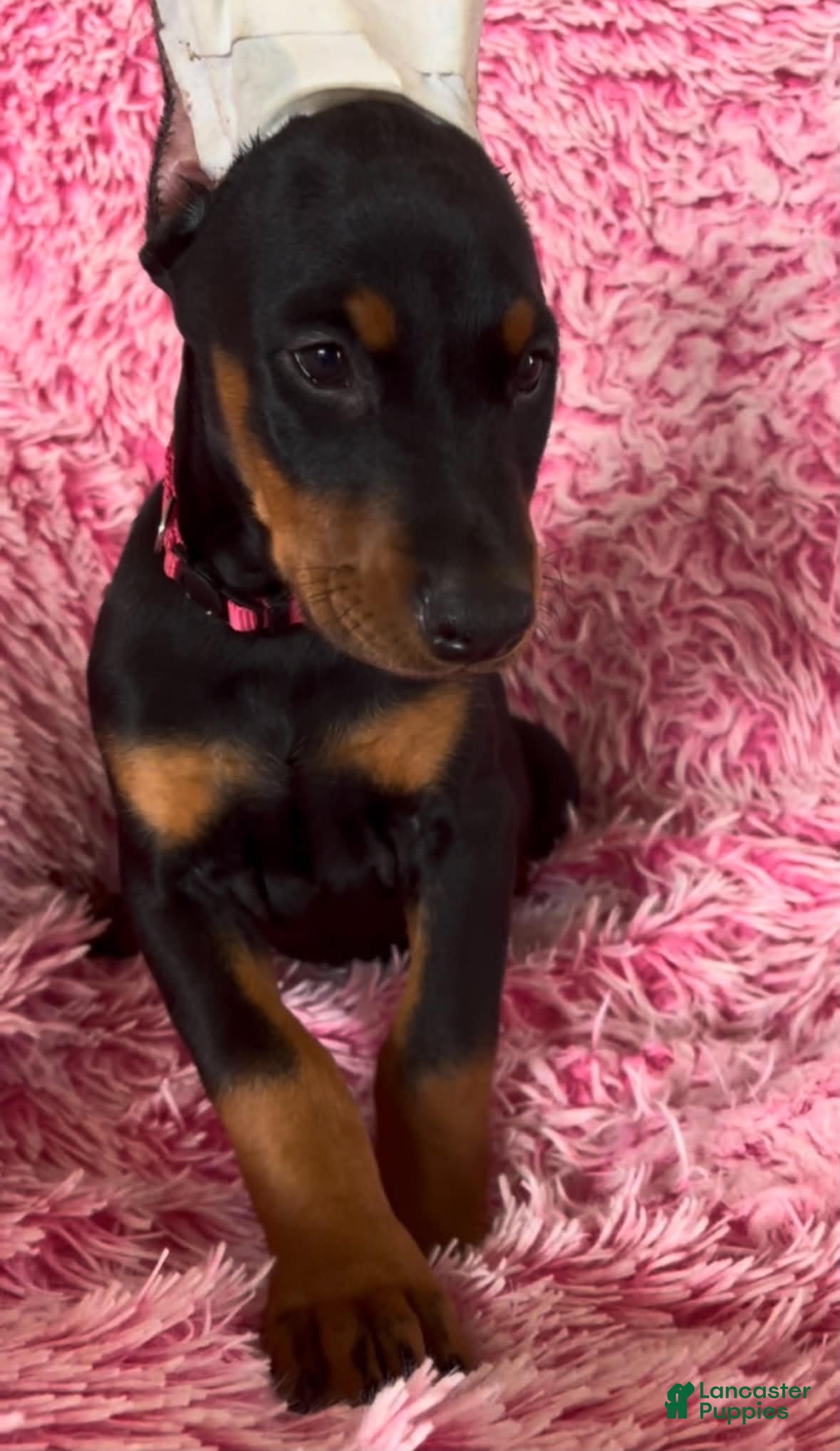 Doberman Pinscher