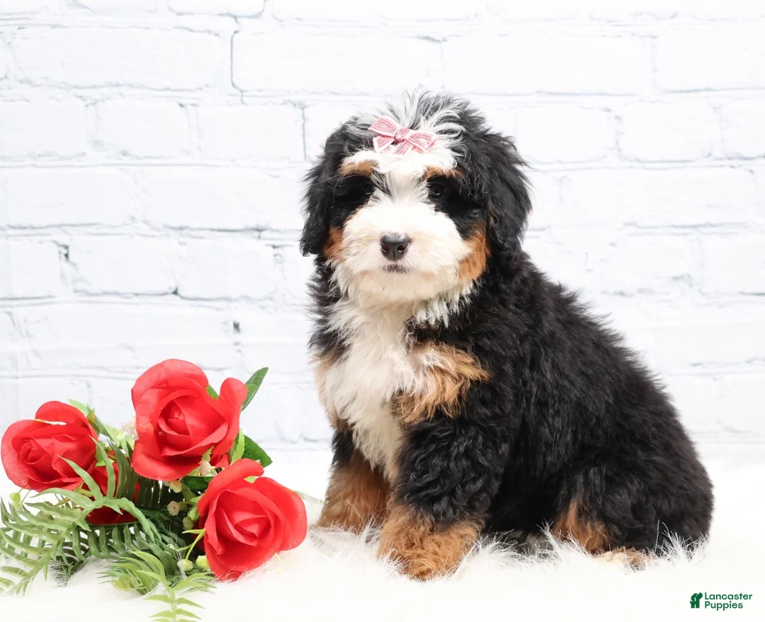 Mini Bernedoodle dogs for sale: Denver - Ad 4