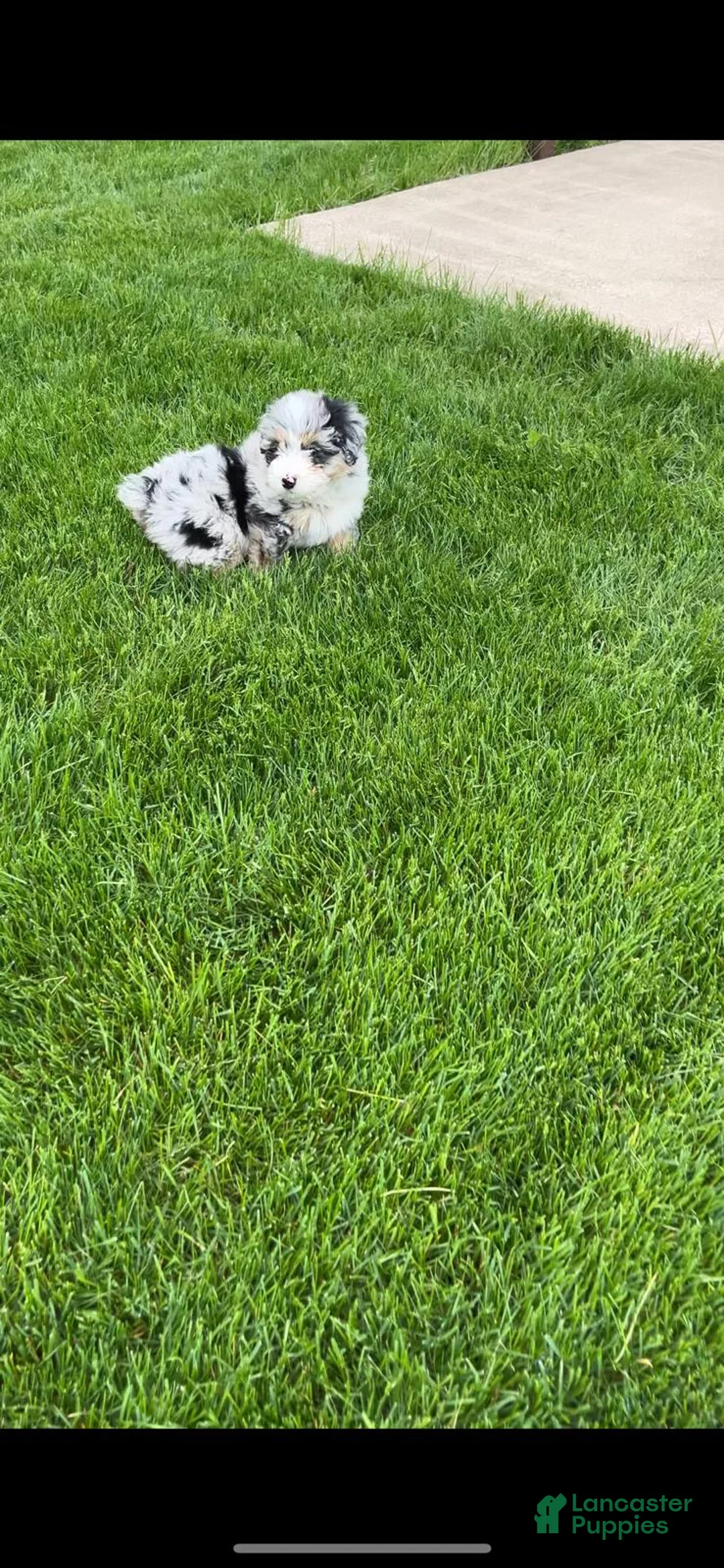 Mixed Breed dogs for sale: Mixed Breed Puppy 2 - Ad 5