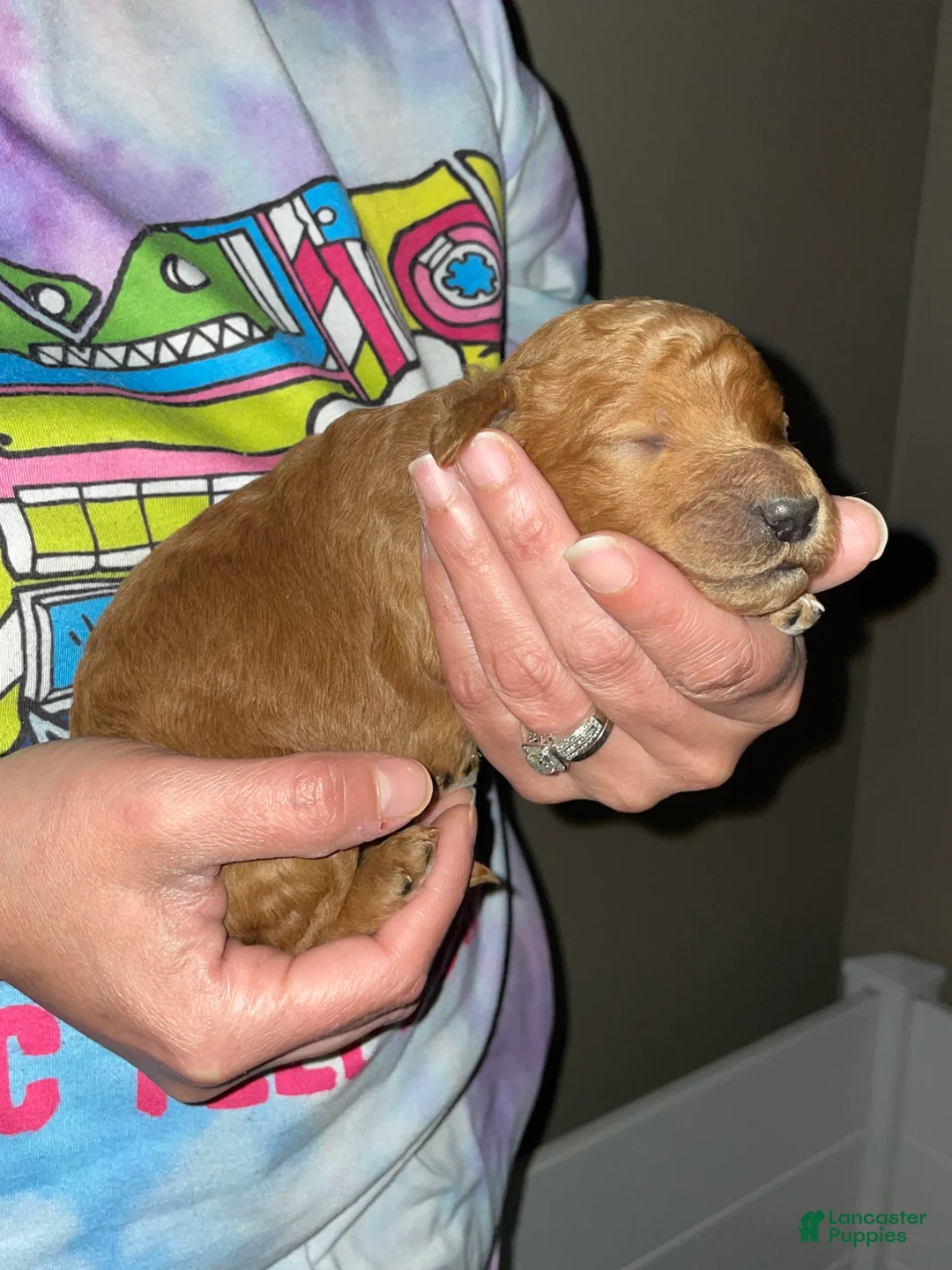 Goldendoodle dogs for sale: Goldendoodle Puppy 1 - Ad 2