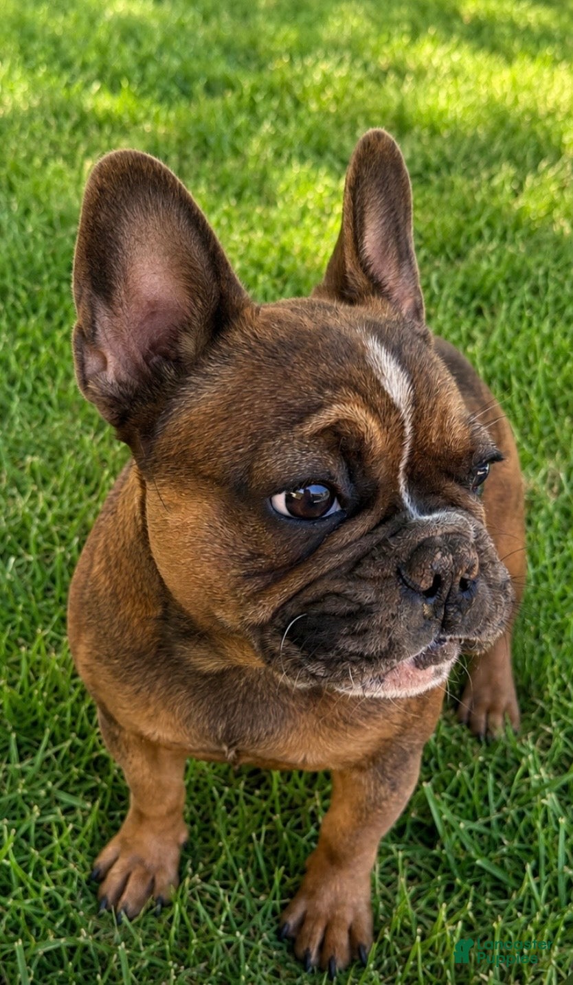 French Bulldog dogs Chungus - Ad 1