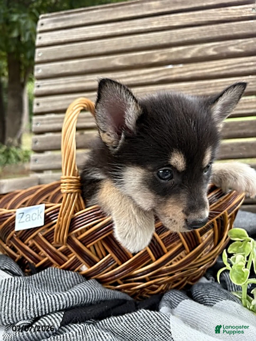 Pomsky dogs for sale: Zack - Ad 7
