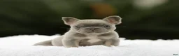 French Bulldog dogs for sale: French Bulldog Puppy 1 - Ad 2