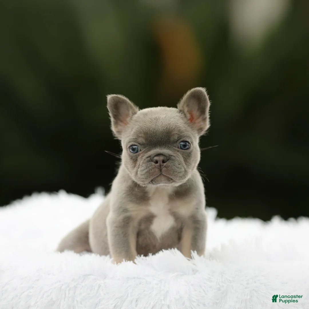 French Bulldog dogs for sale: French Bulldog Puppy 1 - Ad 2