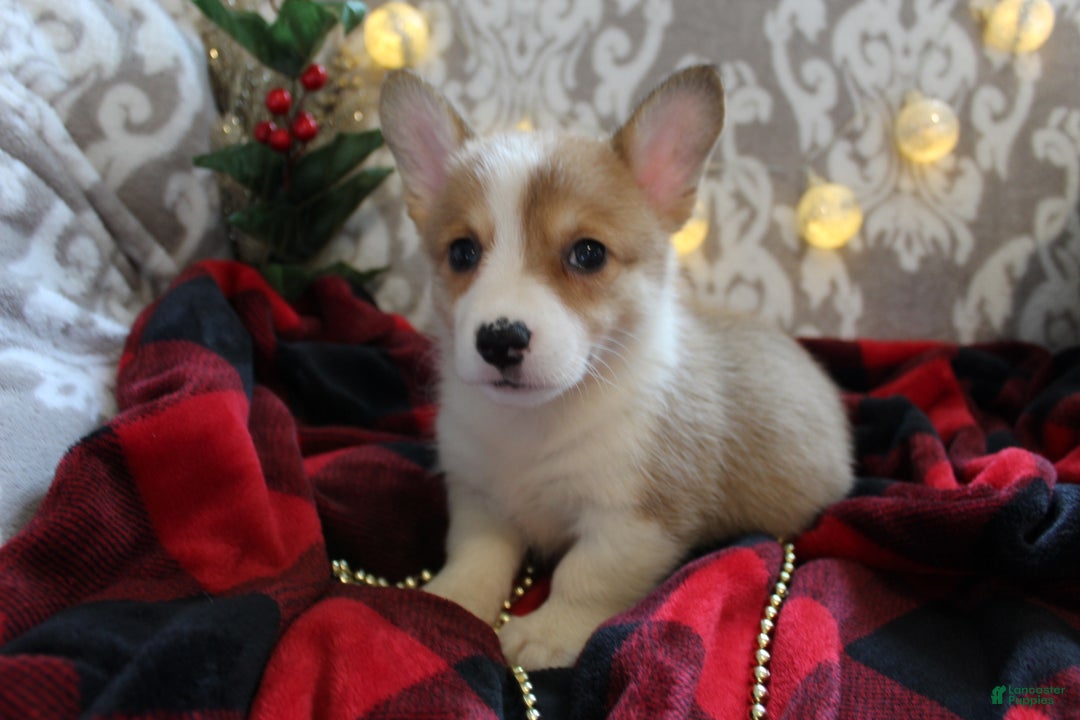 Welsh Corgi Pembroke dogs for sale: Snowflake  - Ad 2