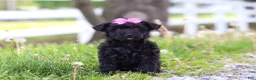 Yorkiepoo dogs for sale: Torie - Ad 5