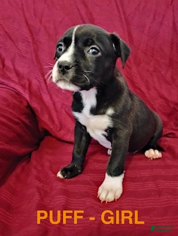 Mixed Breed dogs Puff - Ad 24