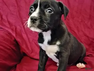 Mixed Breed dogs Puff - Ad 18