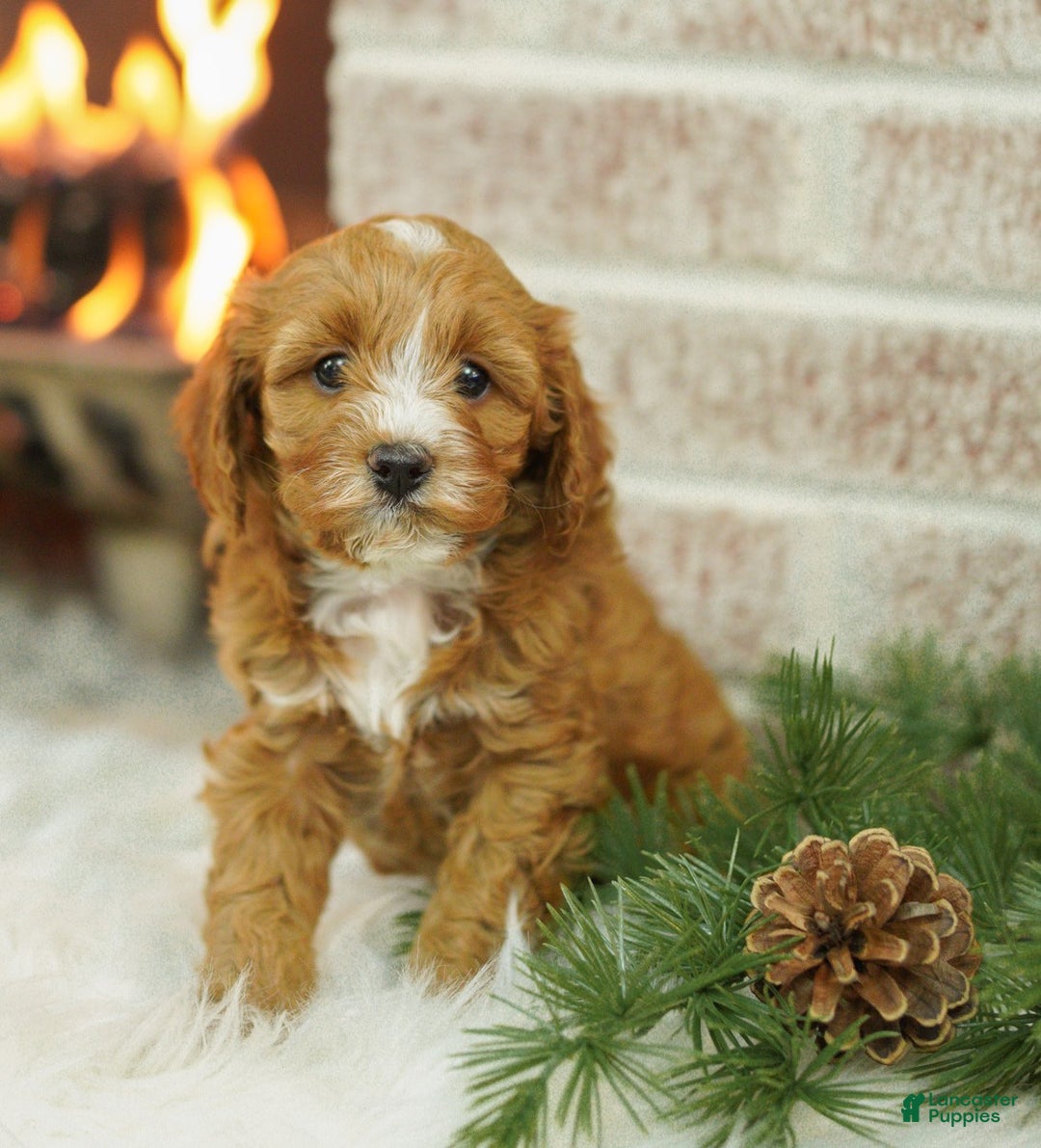 Cavapoo dogs for sale: Mandy - Ad 2