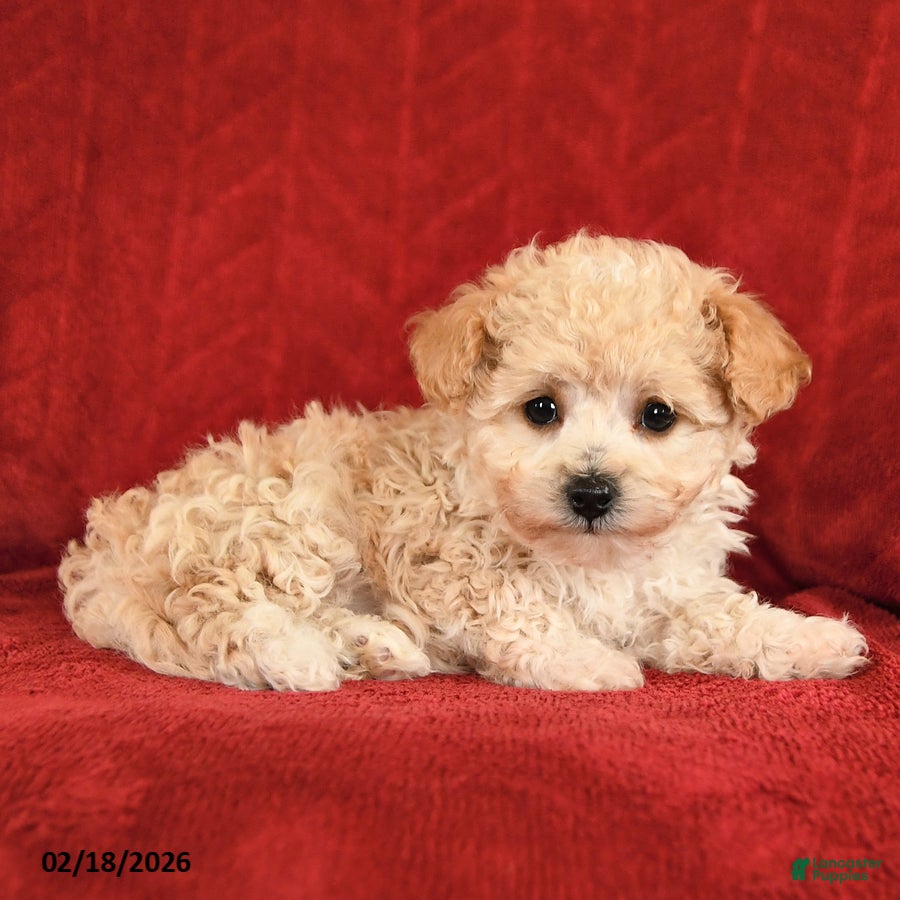 Maltipoo dogs Joy - Ad 2