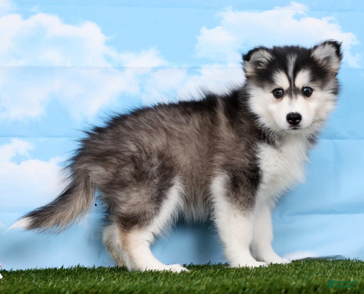Pomsky dogs Xara - Ad 1