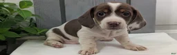 Miniature Dachshund dogs for sale: Moby - Ad 9