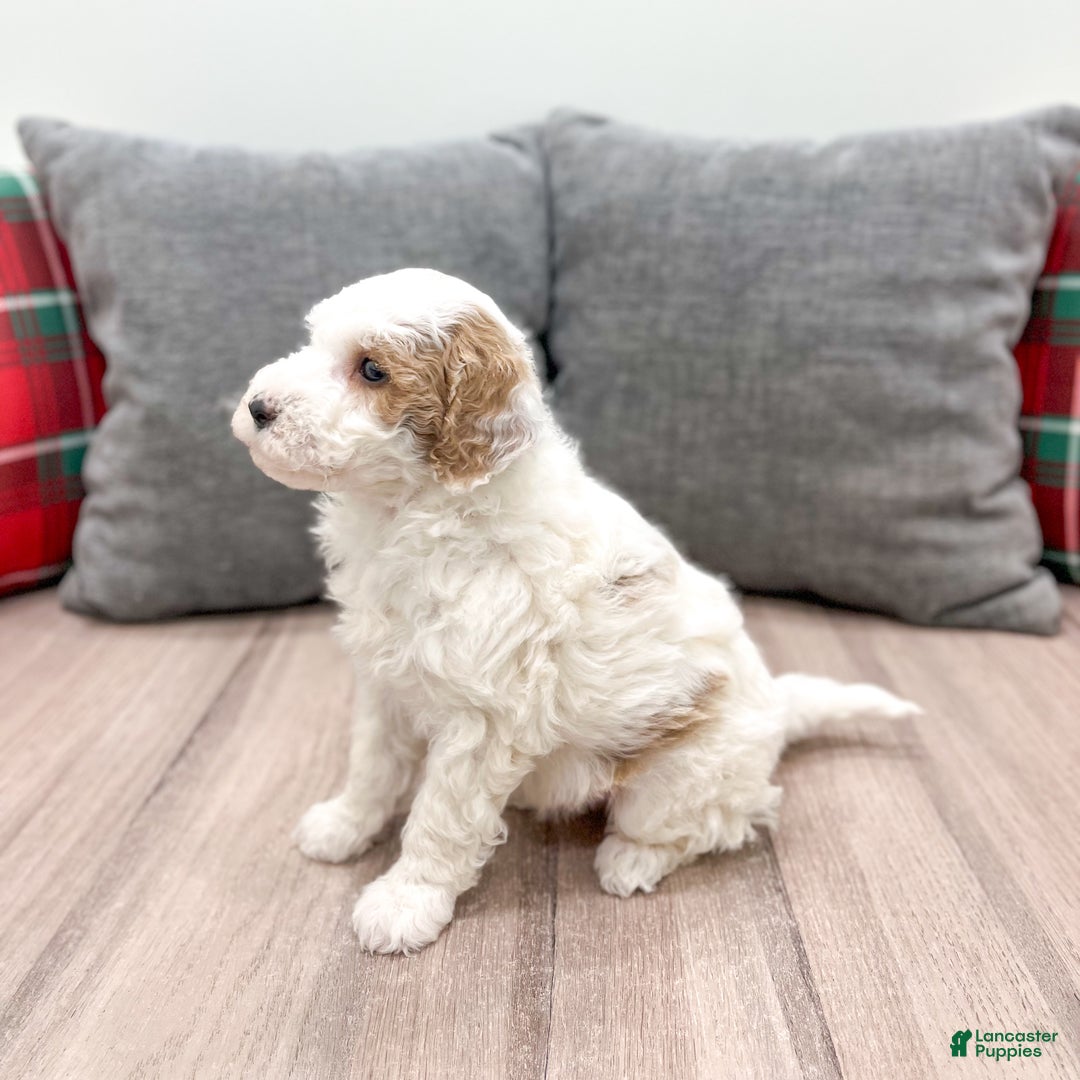 Goldendoodle dogs for sale: Wesley - Ad 6