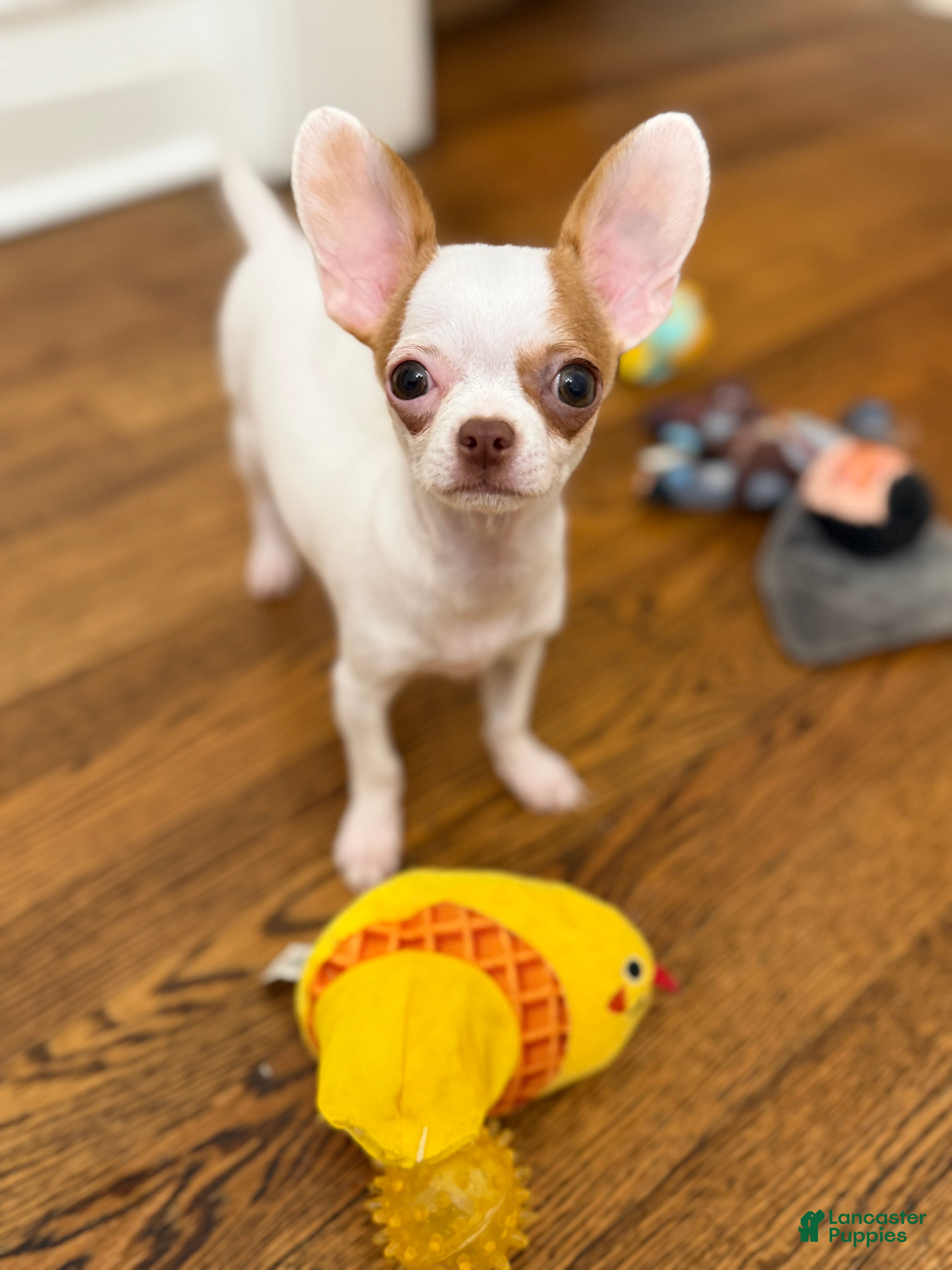 Chihuahua dogs ✨CKC Saint✨ Applehead 4 lbs fully grown  - Ad 2