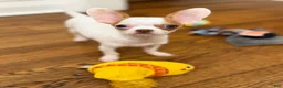Chihuahua dogs for sale: ✨CKC Saint✨ Applehead 4 lbs fully grown  - Ad 2