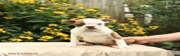 Boston Terrier dogs for sale: Mauve - Ad 5