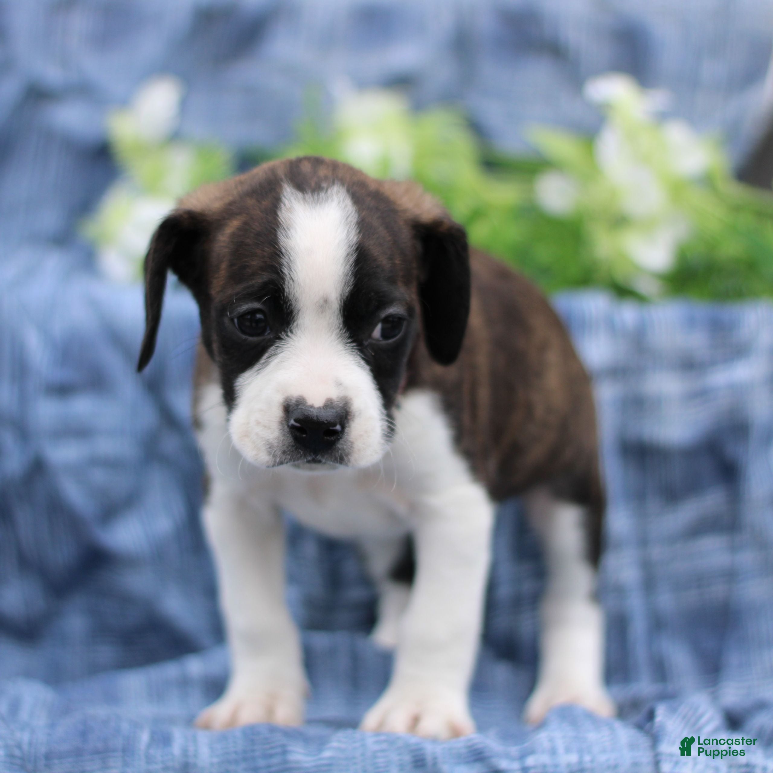 Mixed Breed dogs Kobe  - Ad 2