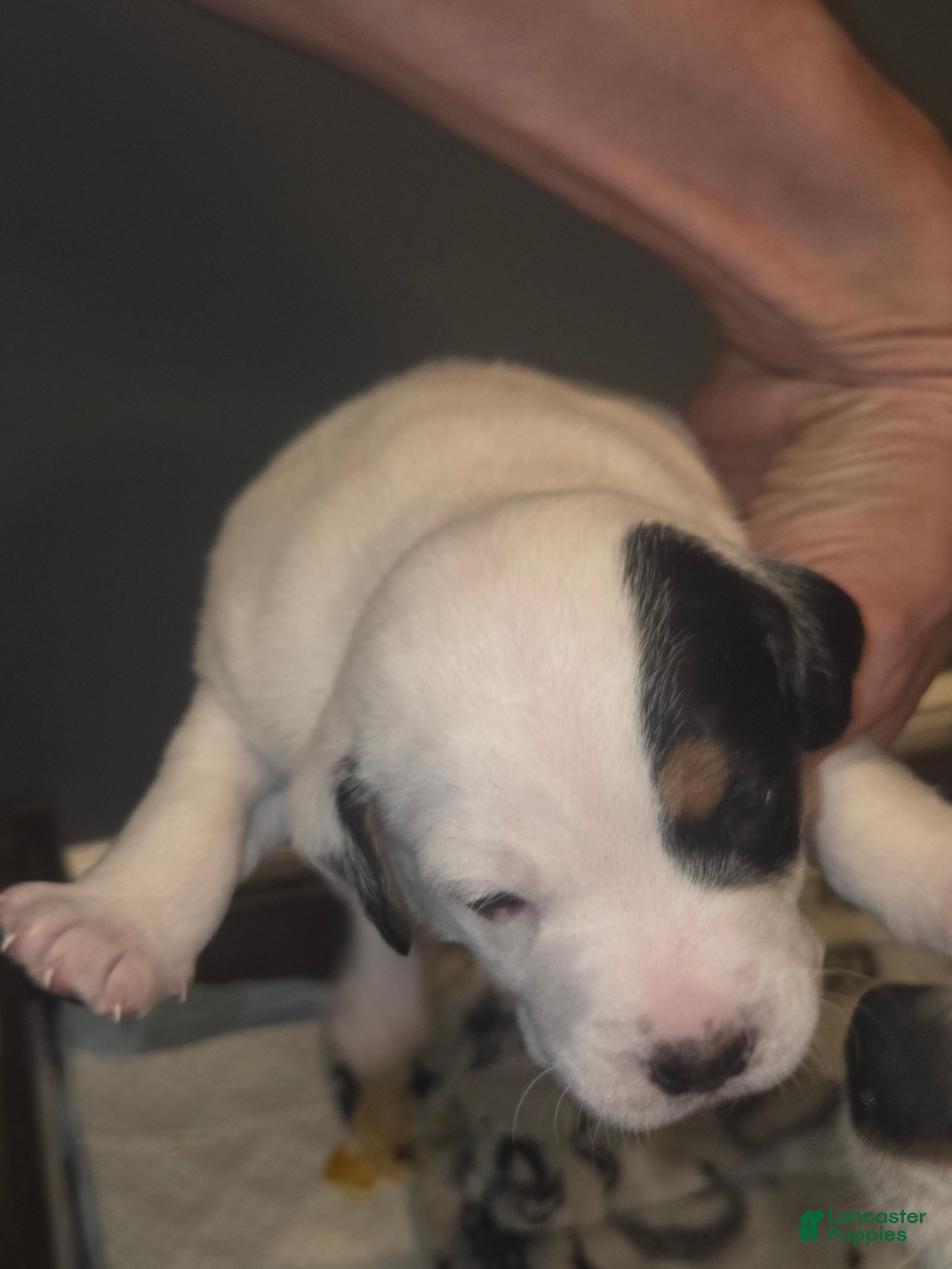 Jack Russell Terrier dogs Jack Russell Terrier Puppy 3 - Ad 20