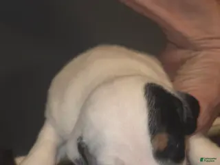 Jack Russell Terrier dogs Jack Russell Terrier Puppy 3 - Ad 20