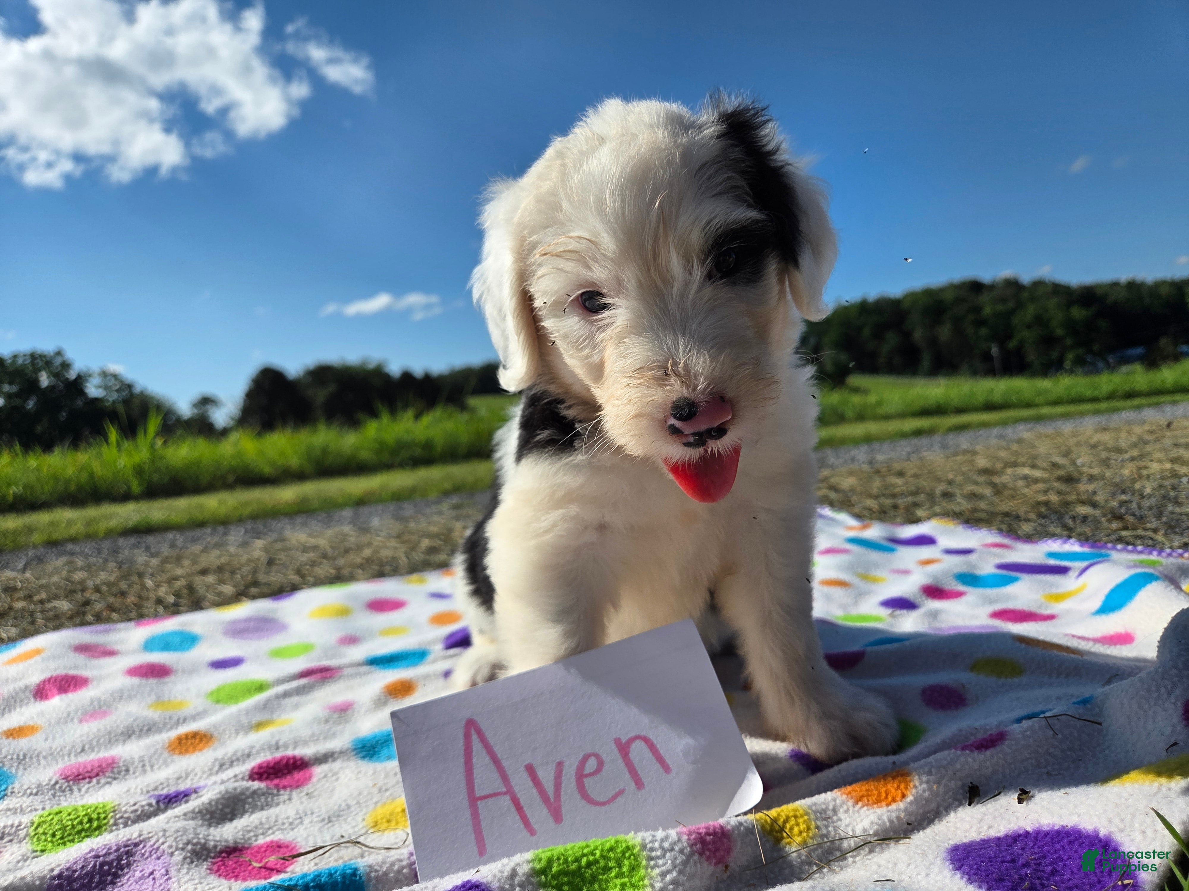 Sheepadoodle dogs Sheepadoodle 2 - Ad 4