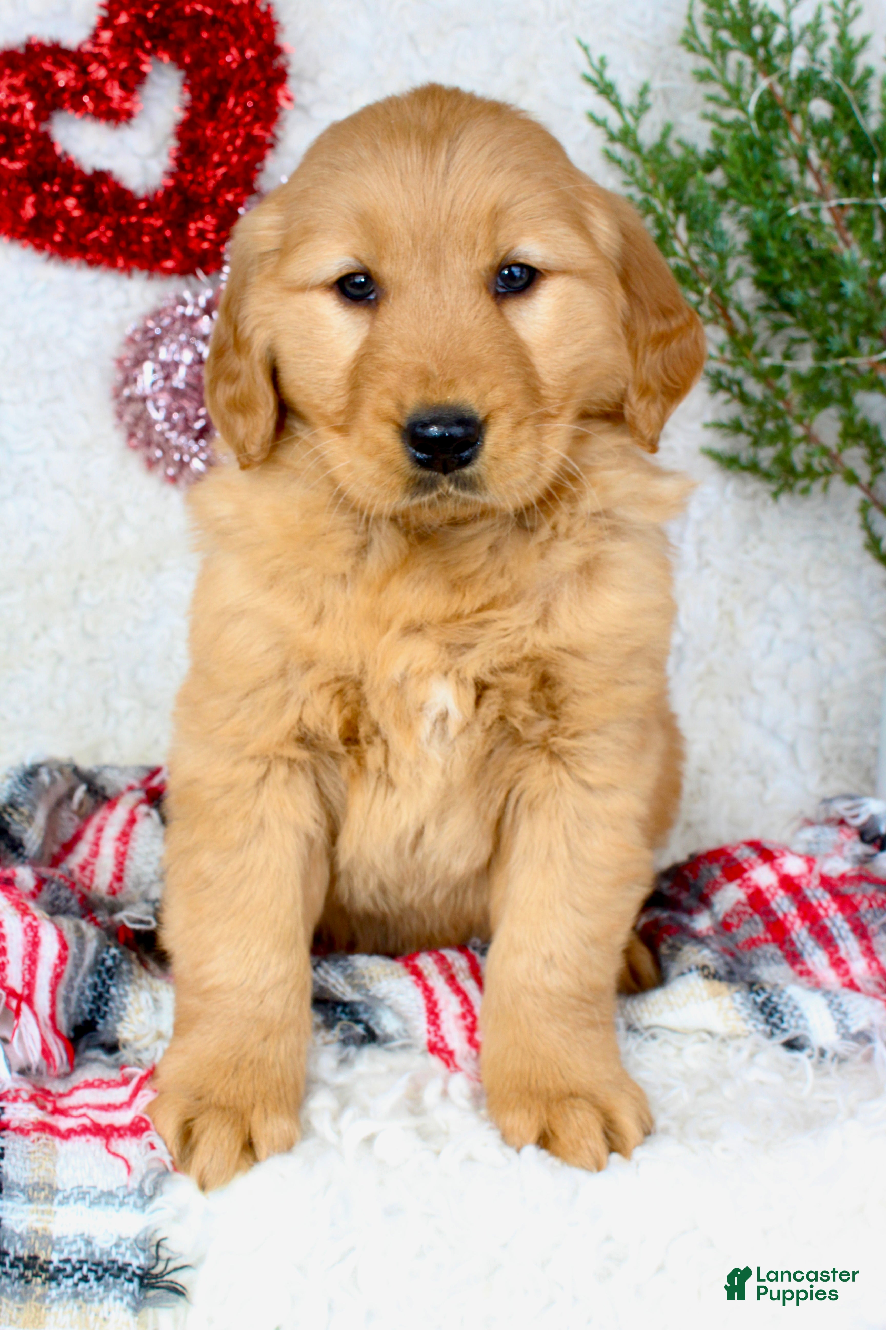 Golden Retriever dogs Barney - Ad 13