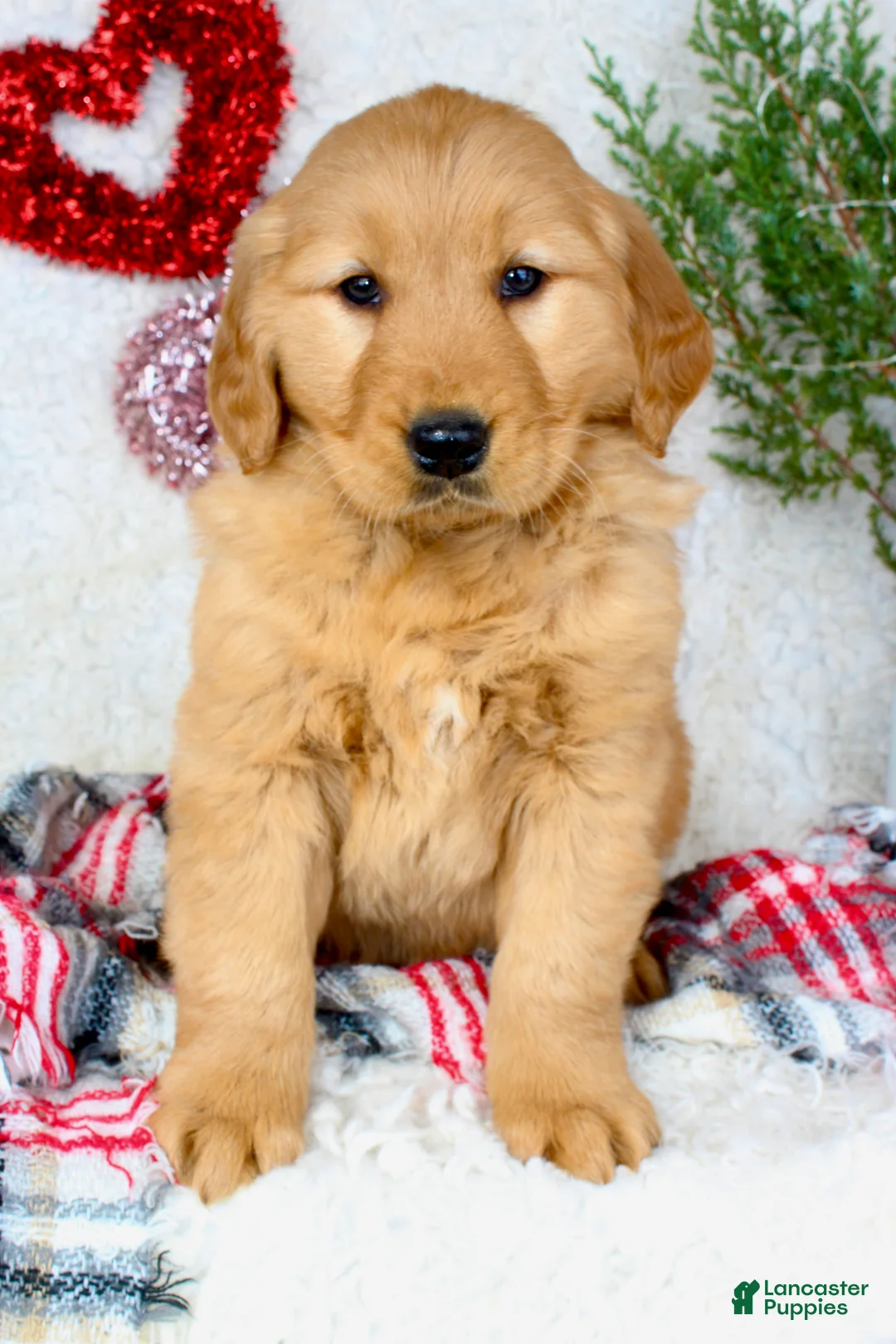 Golden Retriever dogs for sale: Barney - Ad 1