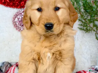 Golden Retriever dogs Barney - Ad 13