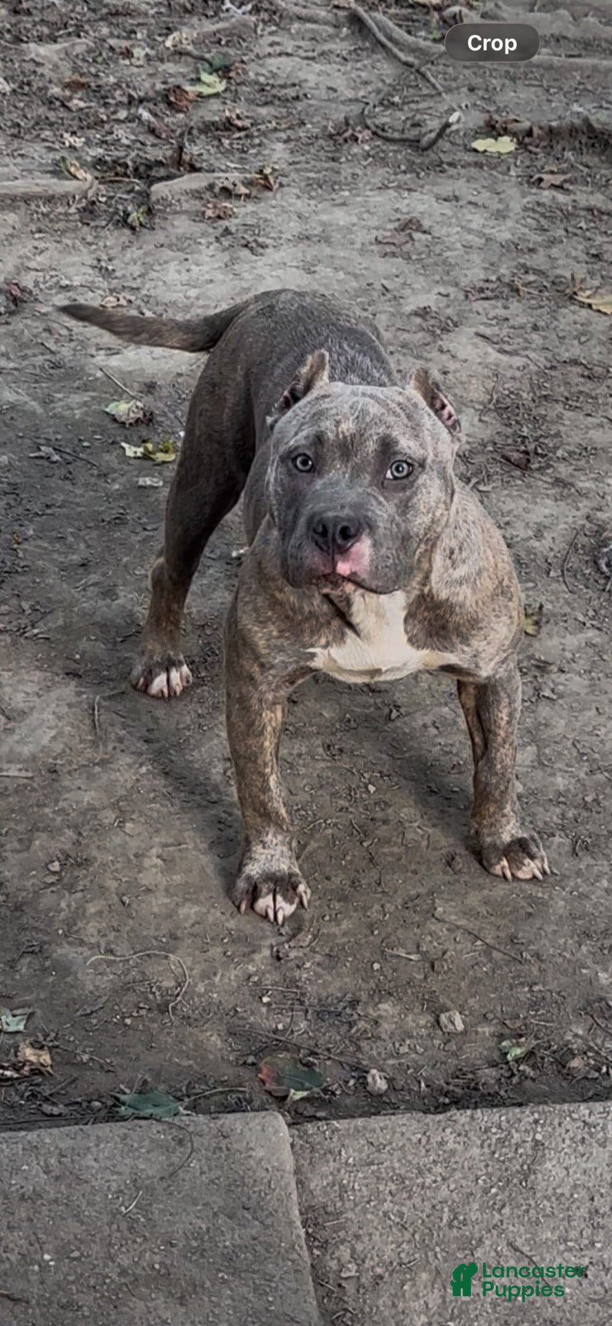 American Bully dogs for sale: Silvia  - Ad 2