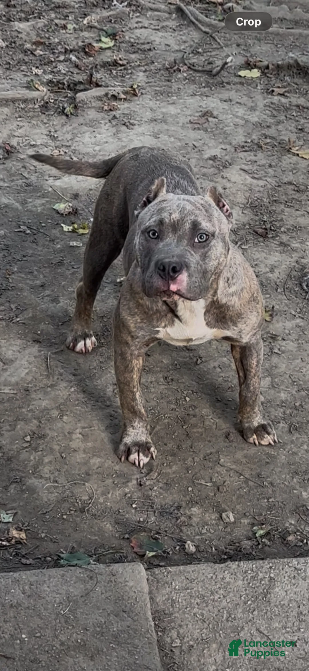 American Bully dogs for sale: Silvia  - Ad 2