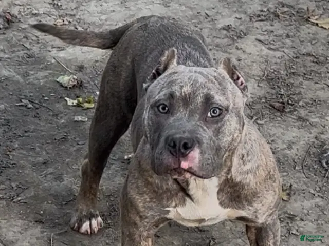 American Bully dogs for sale: Silvia - Ad 2