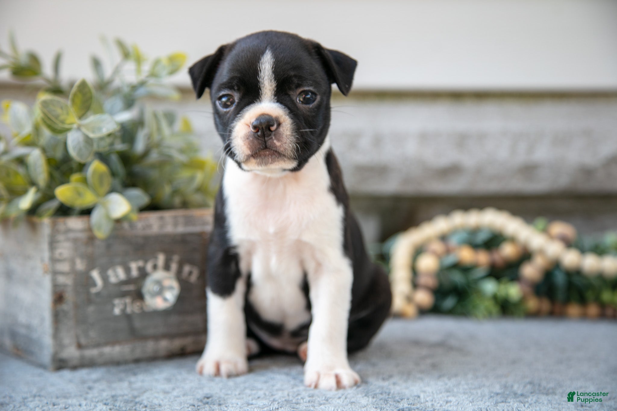 Boston Terrier dogs Fiona - Ad 2