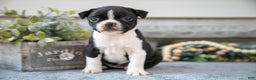 Boston Terrier dogs for sale: Fiona - Ad 2