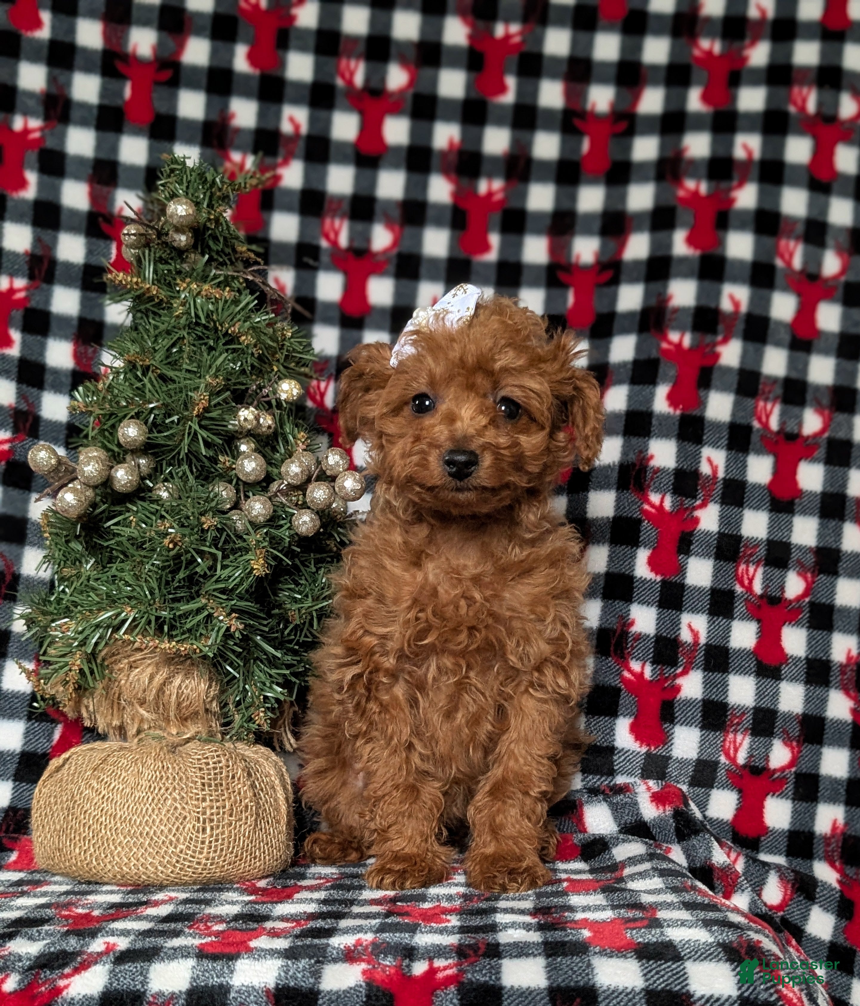 Toy Poodle dogs Tiara - Ad 7
