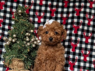 Toy Poodle dogs for sale: Tiara - Ad 4