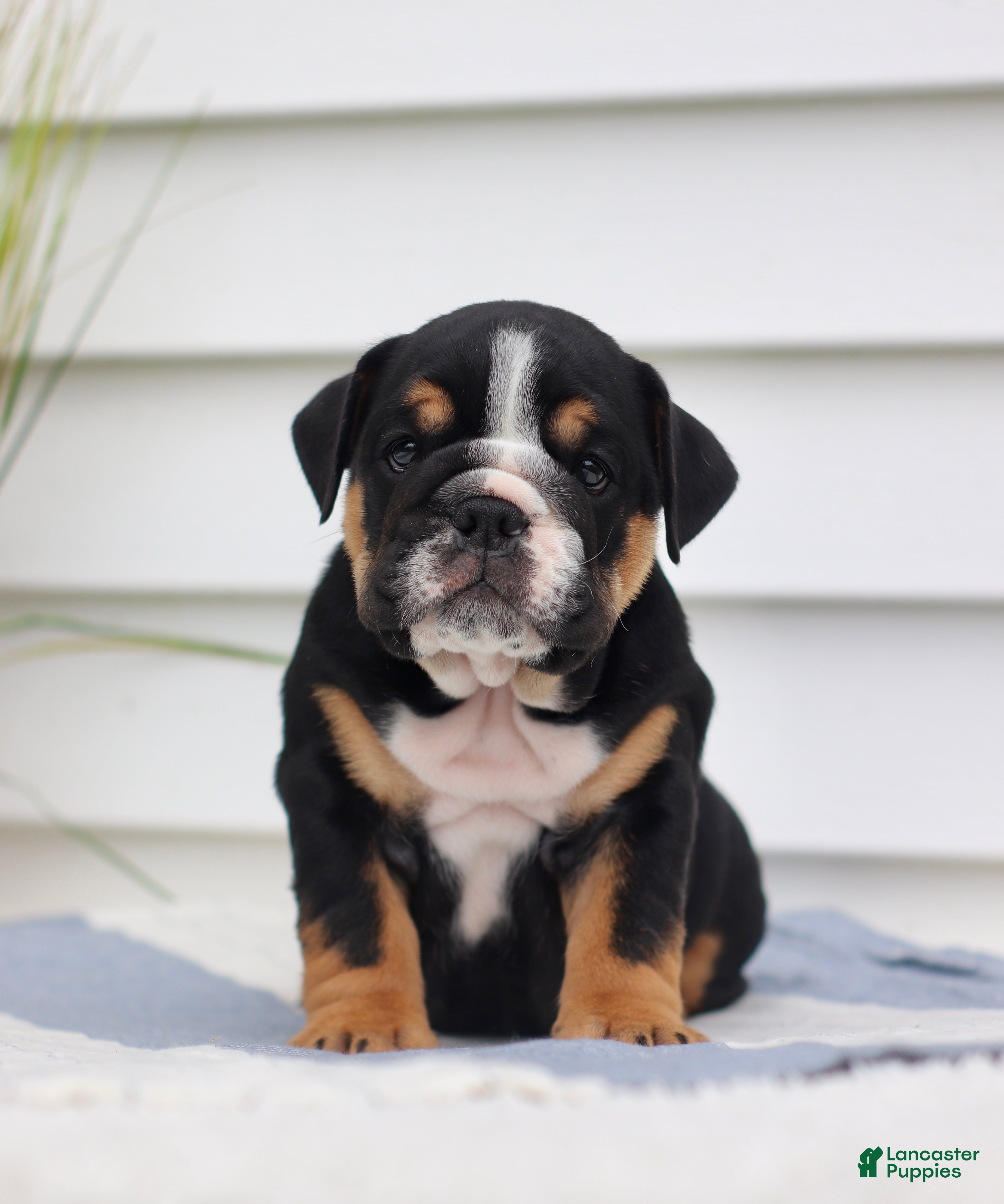 English Bulldog dogs Callie - Ad 1