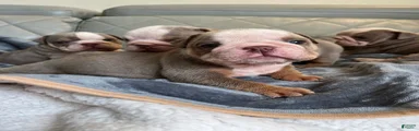 English Bulldog 3
